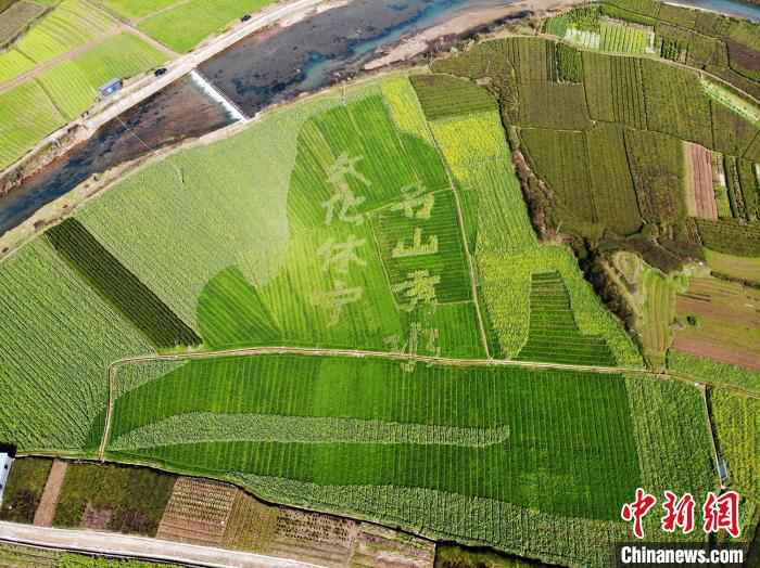  皖南油菜田“艺术性规划”长出新风景